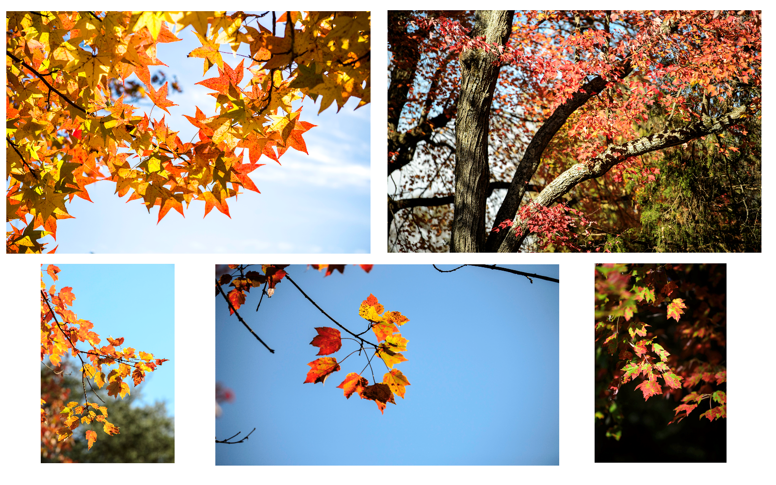 Fall Photos