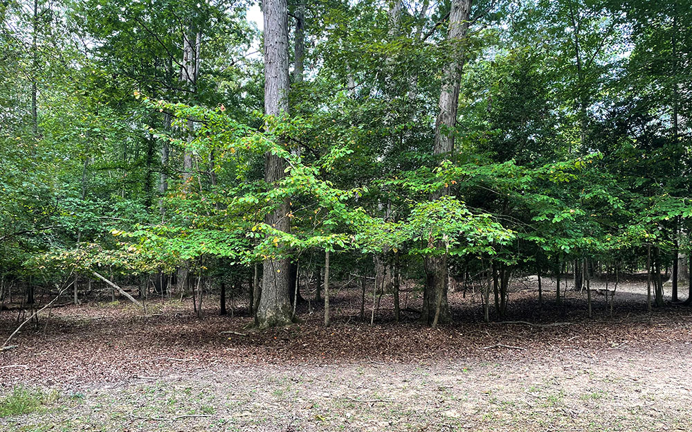 browsed forest edge