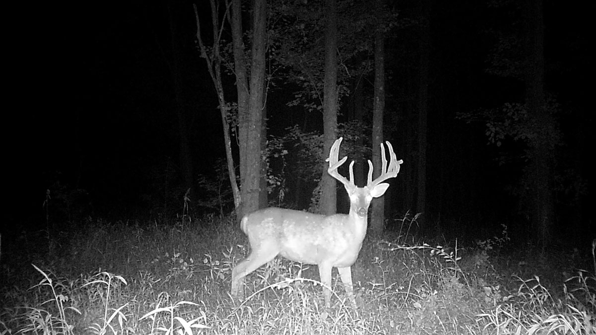 Infrared Camera picture of deer during a deer density survey