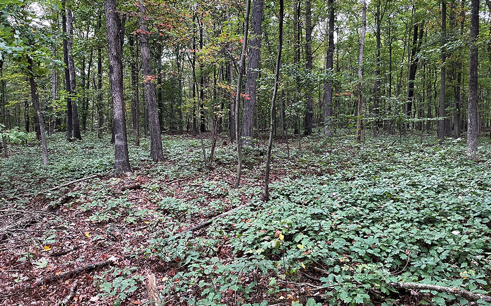 forest floor