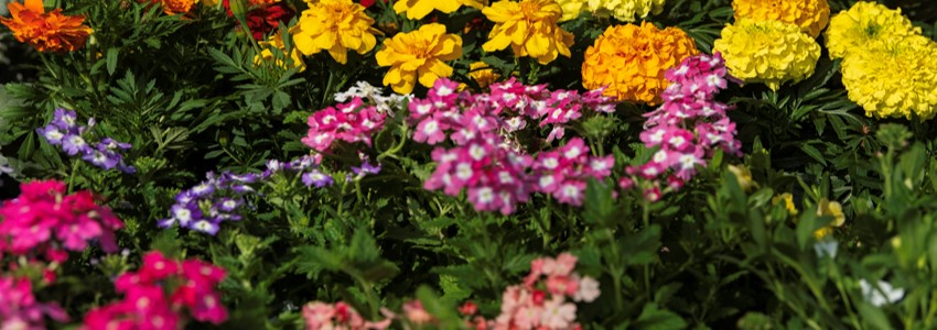 red, pink, orange, and yellow flowers at the Mount Vernon Farmers Market