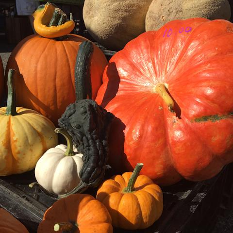 gourds_0 image