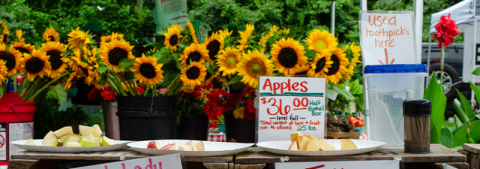 beautiful, bright, yellow sunflowers on display along with slices of apples to try at Oak Marr Farmers Market