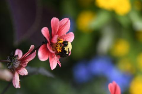 Bee