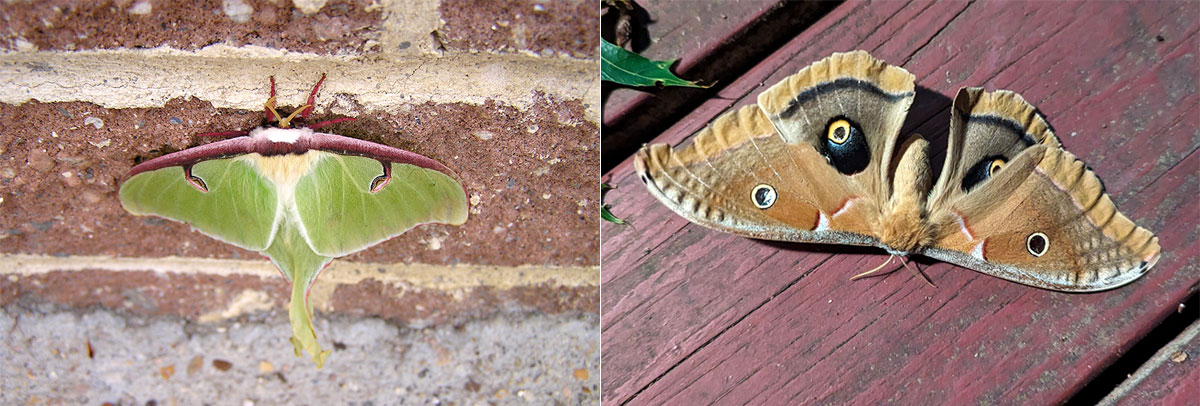 moth