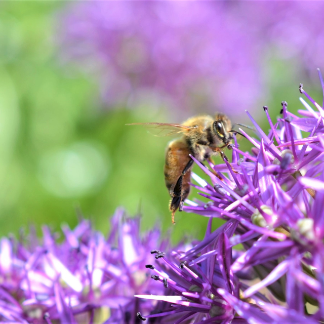 honeybee on allium flower