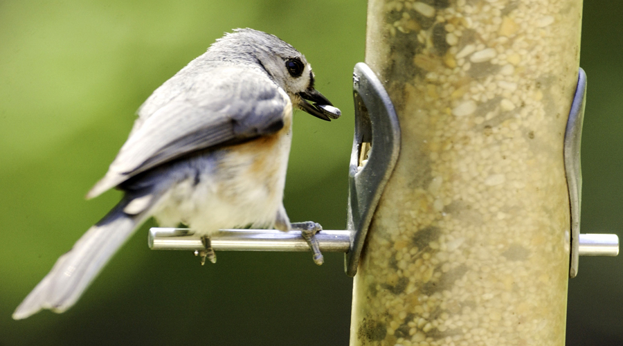 Bird feeder