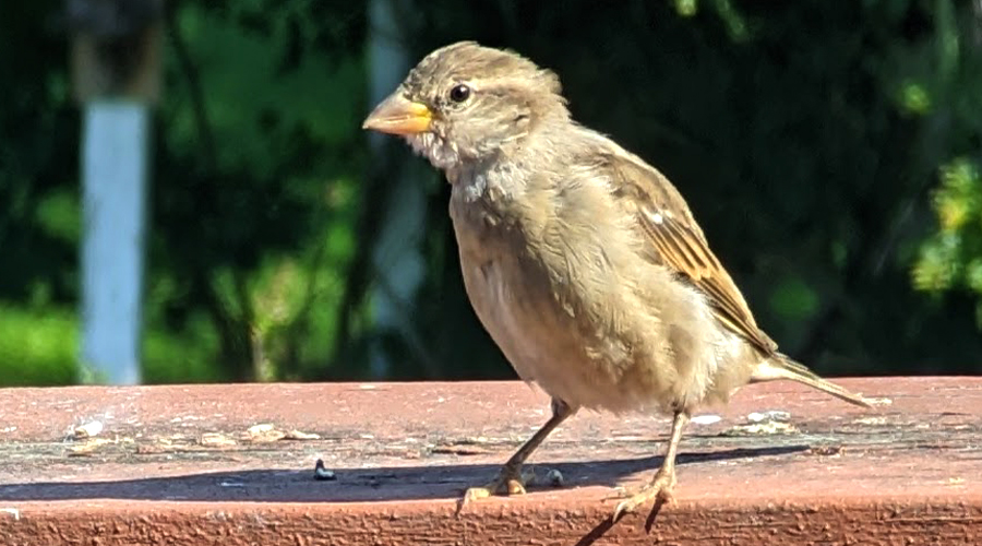 bird