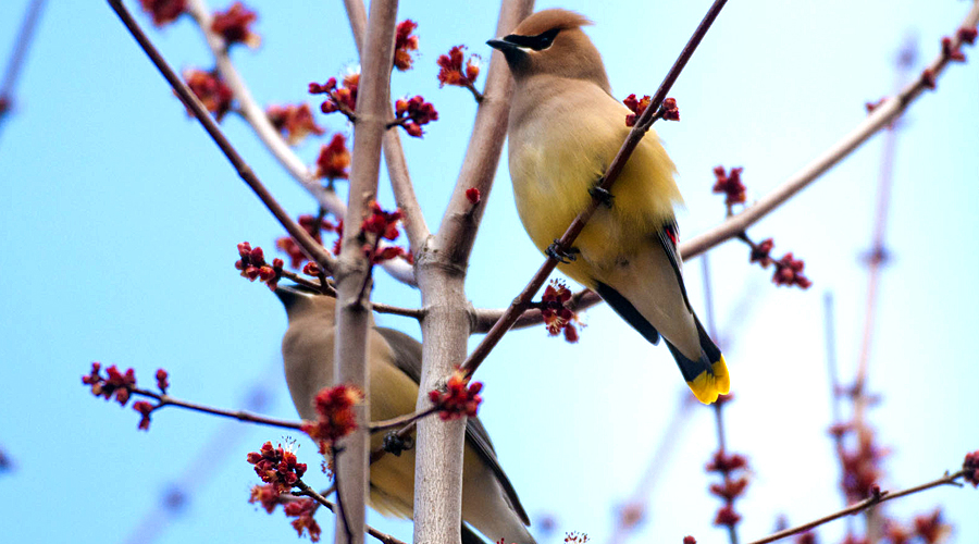 waxwings