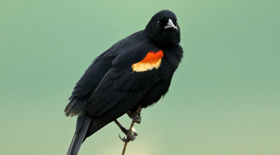 Red Winged Black bird