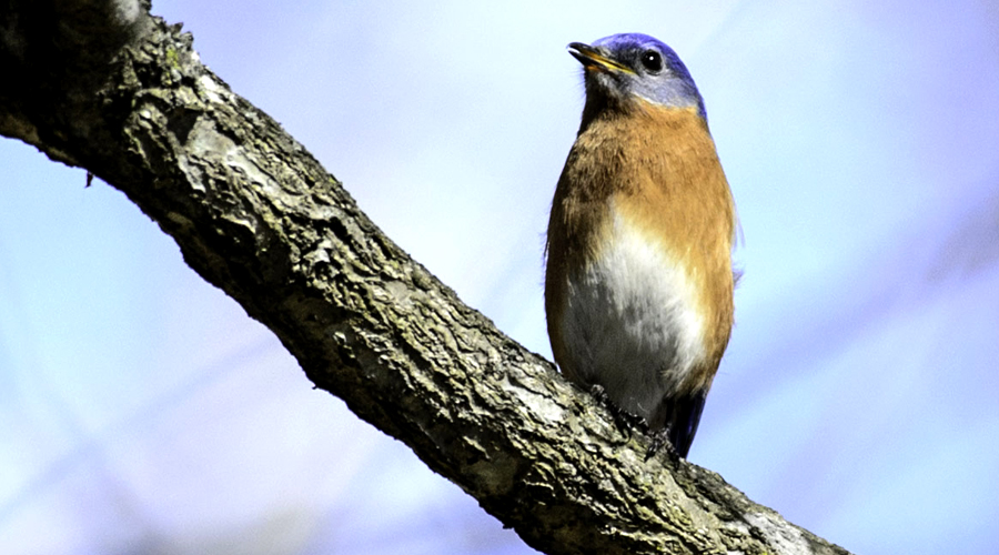 bird in riverbend