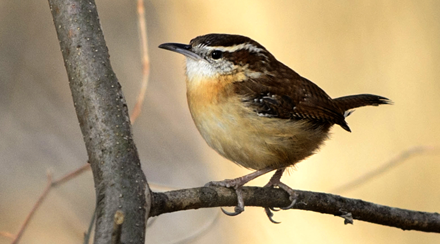 Carolina Wren 