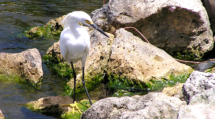 bird