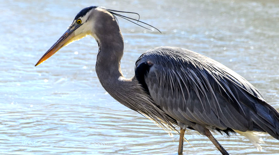 blue heron