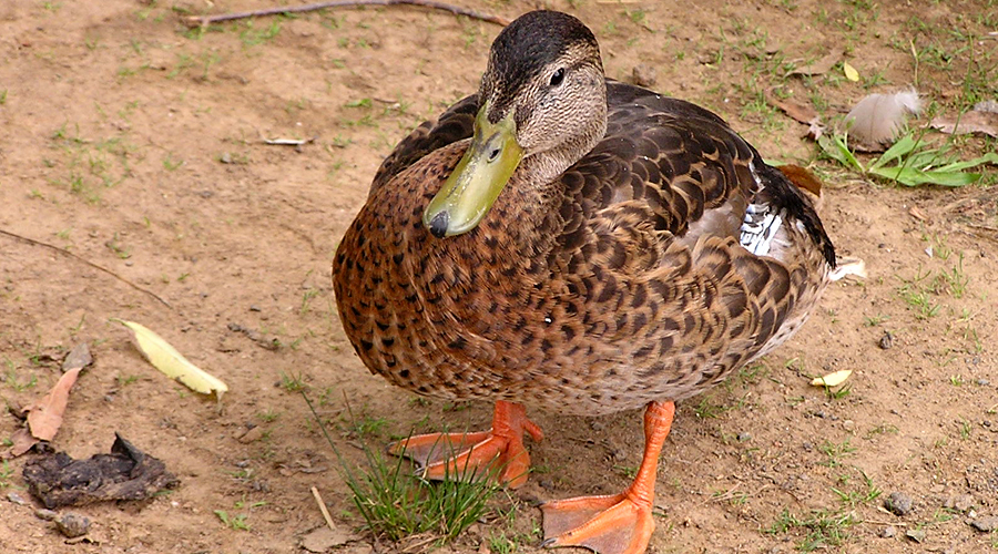 duck