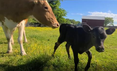 Cows