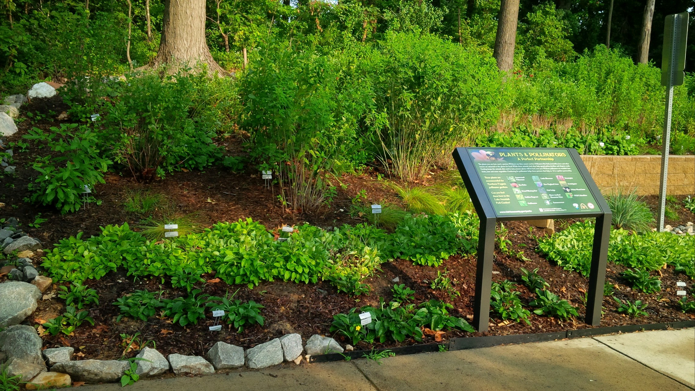 Pollinator Garden