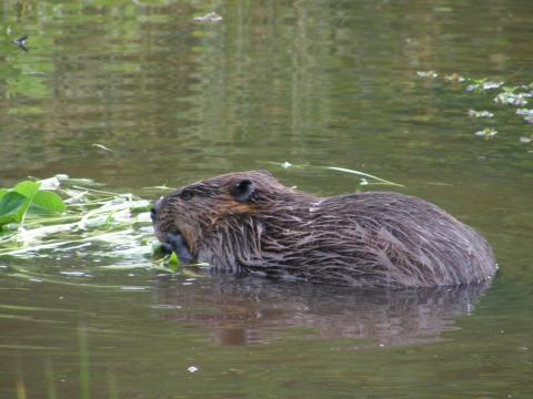 Beaver swimming