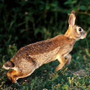 rabbit.jpg