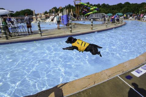 Dog Daze at the Water Mine