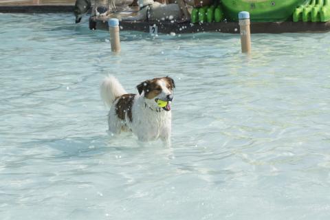 dog during dog daze