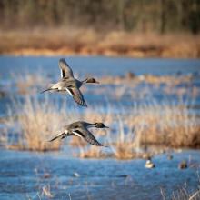 fowl in flight fowl in flight