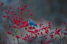 Credit Nathan Kennedy