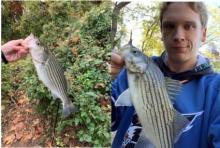 Striped Bass Fishing in Fairfax County