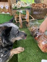 dog at park and bark