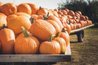 pumpkin stand