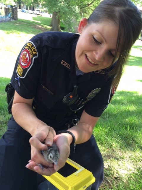 Rescue a Baby Bird