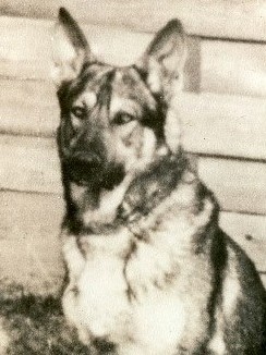 Photo of K9 Bandit