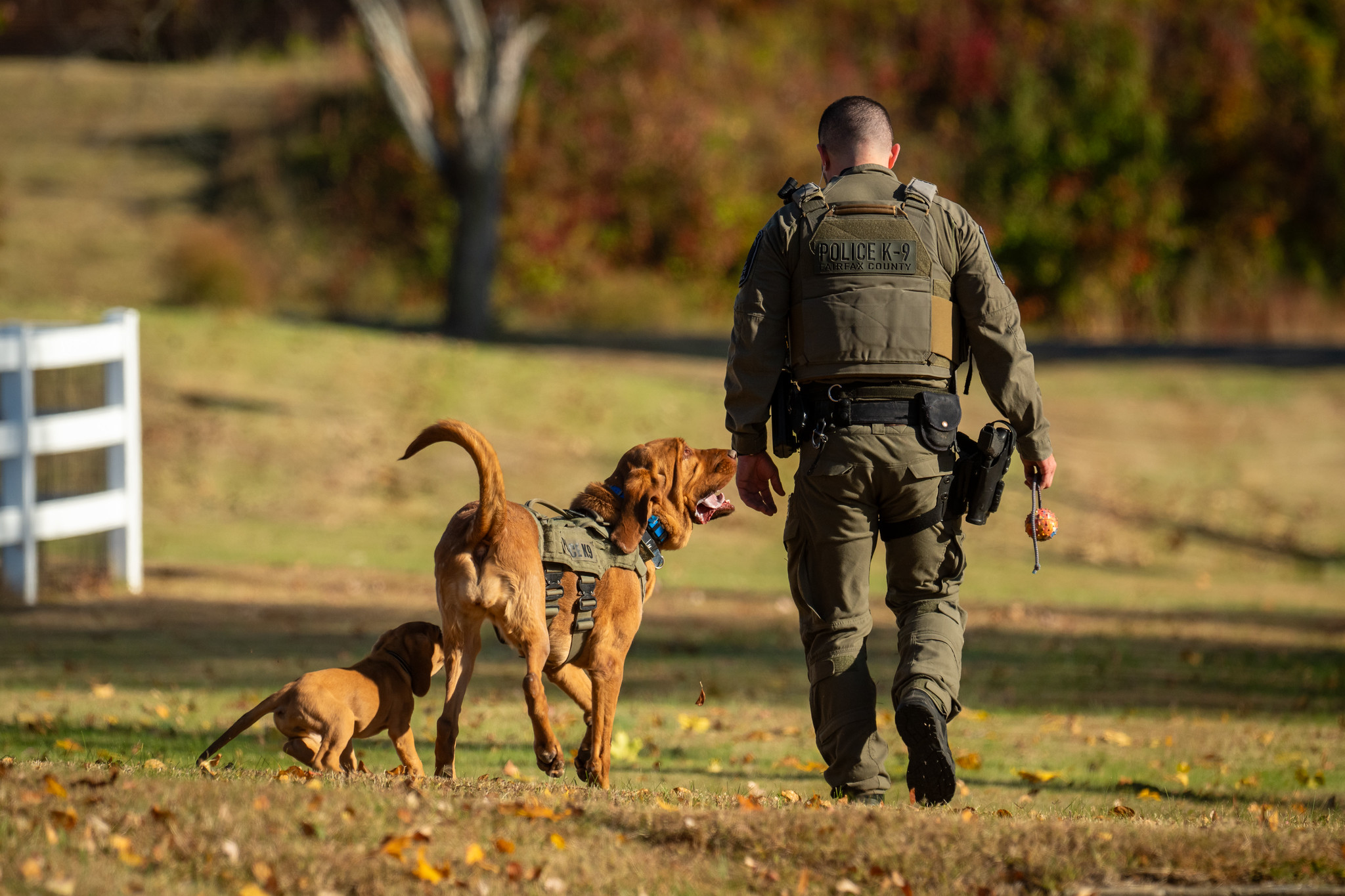 FCPD K-9 handler walking with two tracking bloodhounds in a training field