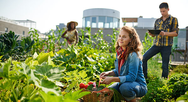 rooftop farming