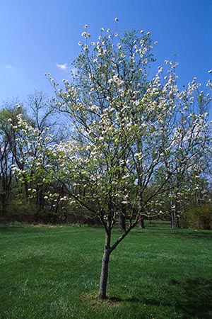 Dogwood Tree