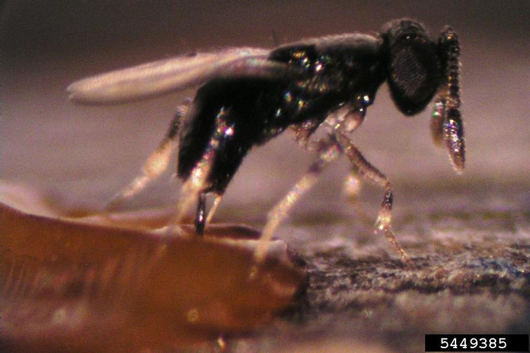 Encytid wasp Oobius agrili