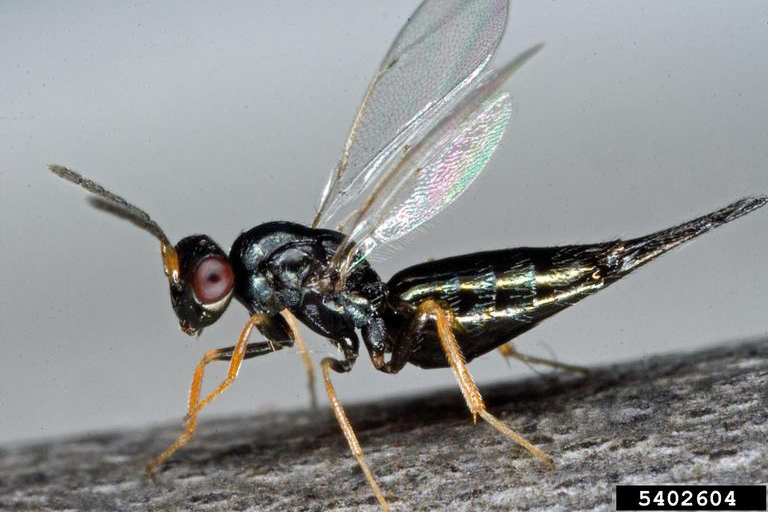Eulophid wasp Tetrastichus planipennisi