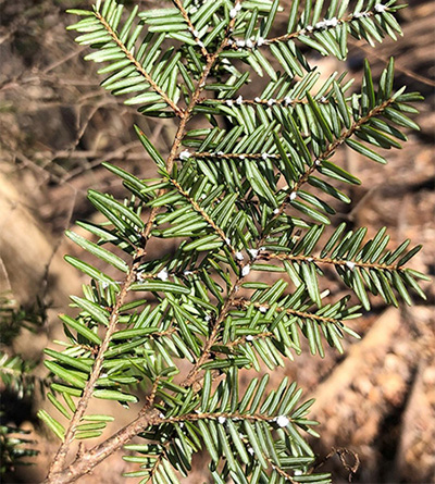 Hemlock woolly adelgid infestation on hemlock needles