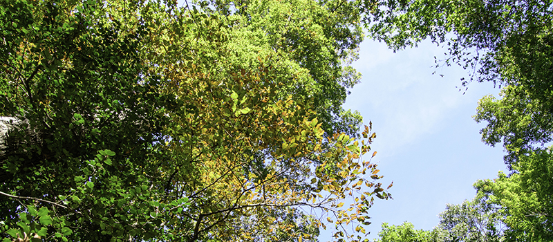 Hidden Oaks in Fall