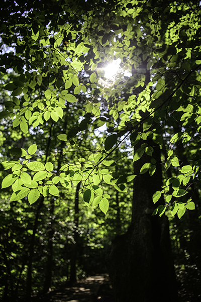 Sunlight through the tree canopy