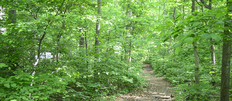 Lake Accotink trail