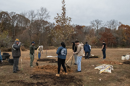 tree planting