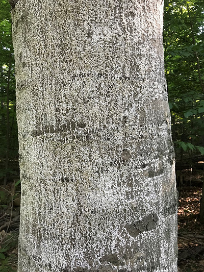 Severe and extensive infestation of beech scale