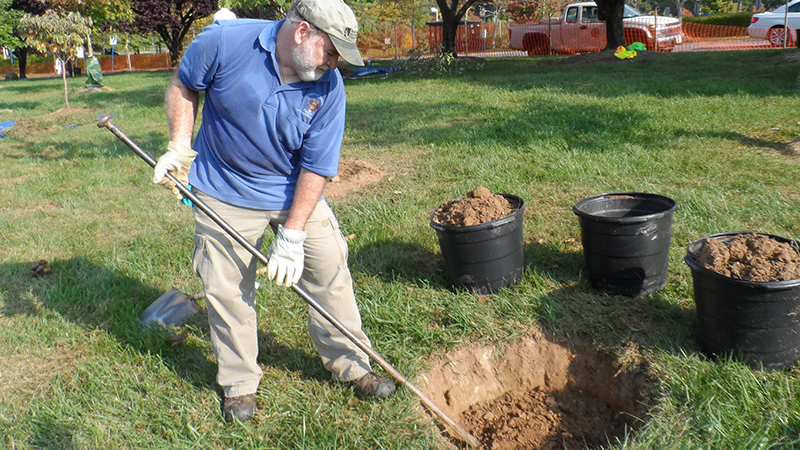 proper tree planting