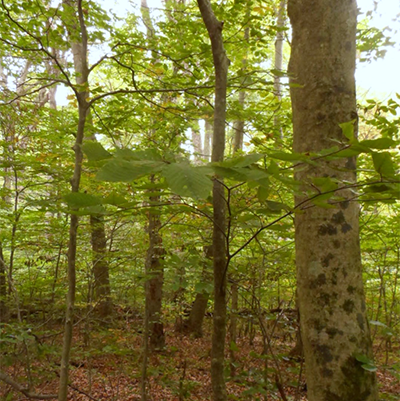 American Beech Forest Habitat