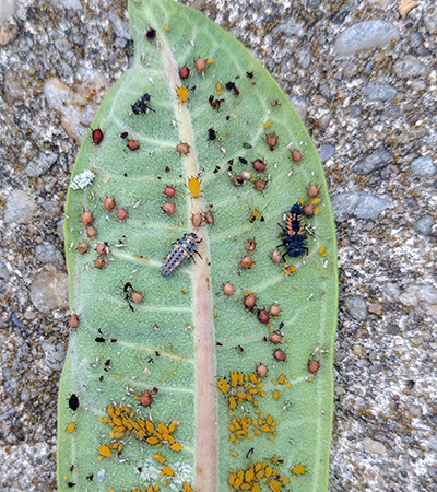 Aphids are preyed upon by parasitic wasps and lady beetle larve as they feed on milkweed.