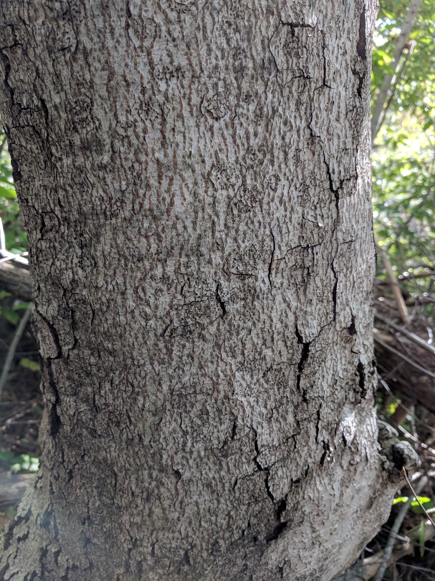 bbd affected american beech covered in cracks