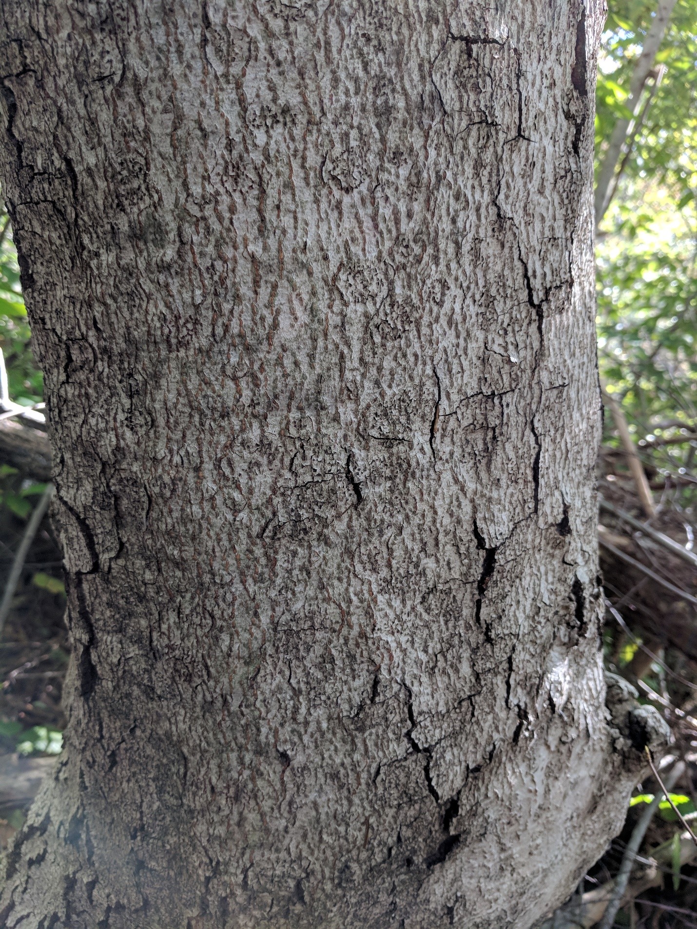 american beech tree bark