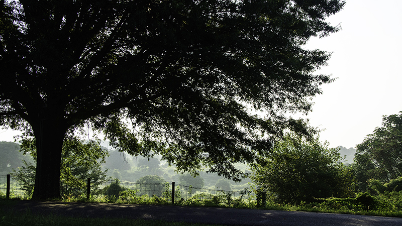 large tree by the roadside