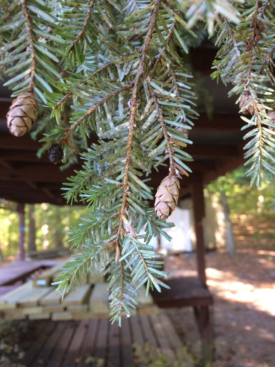 Hemlock Woolly Adelgid Public Works and Environmental Services